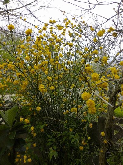 Ferizli Ceylandere Köyü Resimleri 2