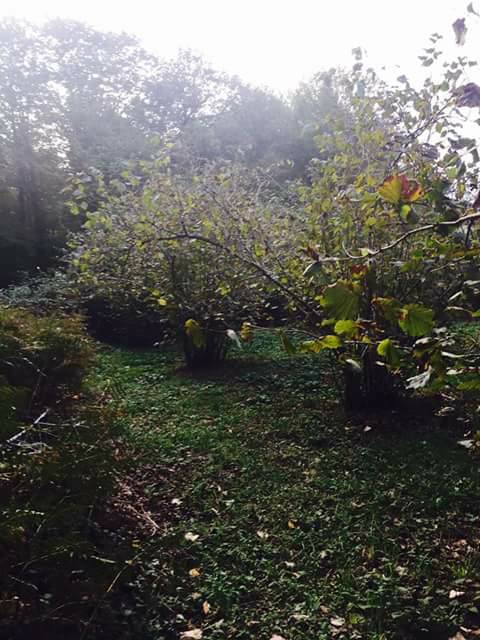 Ferizli Ceylandere Köyü Resimleri 4