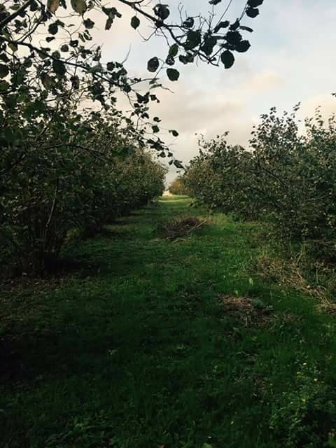 Ferizli Ceylandere Köyü Resimleri 7