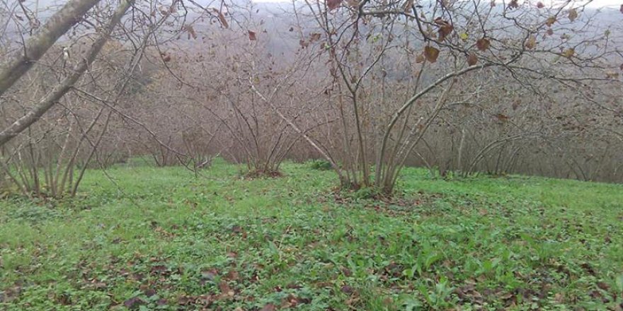 Ferizli Ceylandere Köyü Resimleri