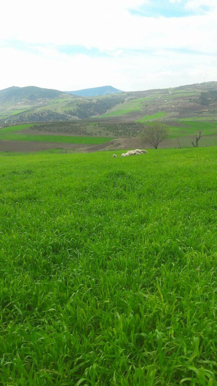 Musabeyli Koçcağız Köyü Resimleri 1