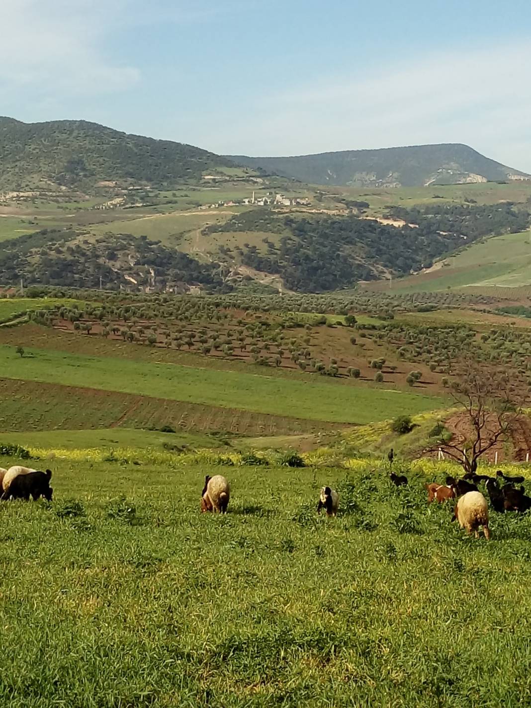 Musabeyli Koçcağız Köyü Resimleri 4