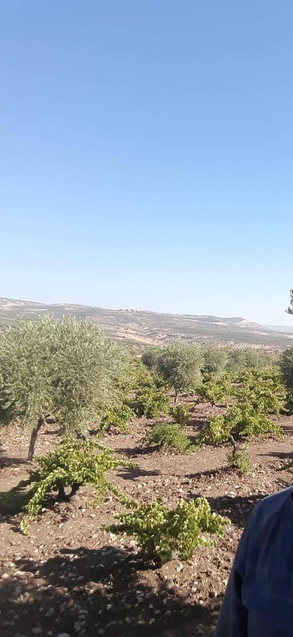 Musabeyli Zeytinbağı Köyü Resimleri 6