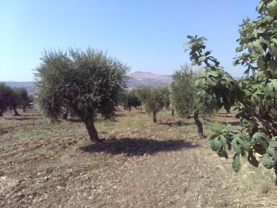 Musabeyli Zeytinbağı Köyü Resimleri 7