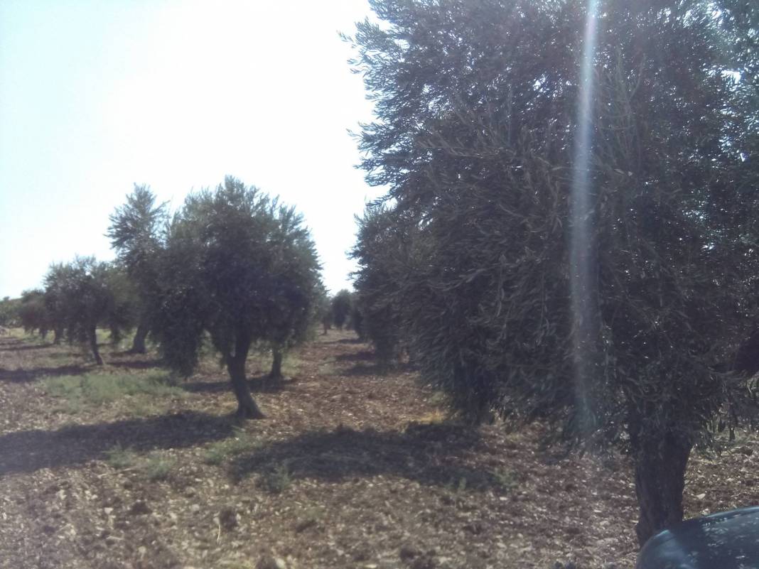 Musabeyli Zeytinbağı Köyü Resimleri 8