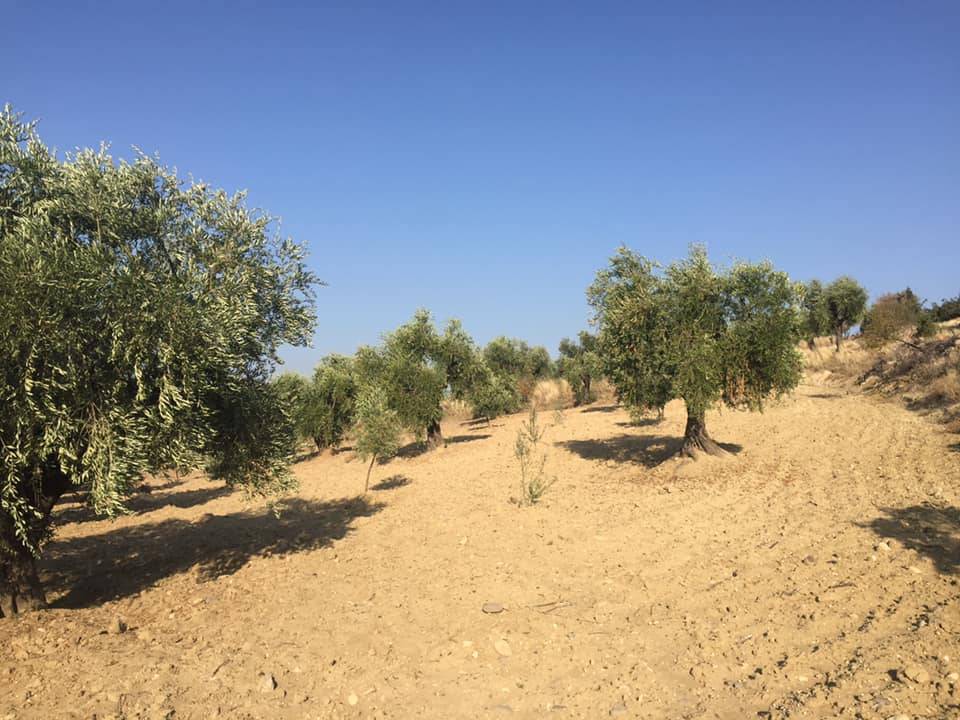 Polateli Bağarası Köyü Resimleri 4