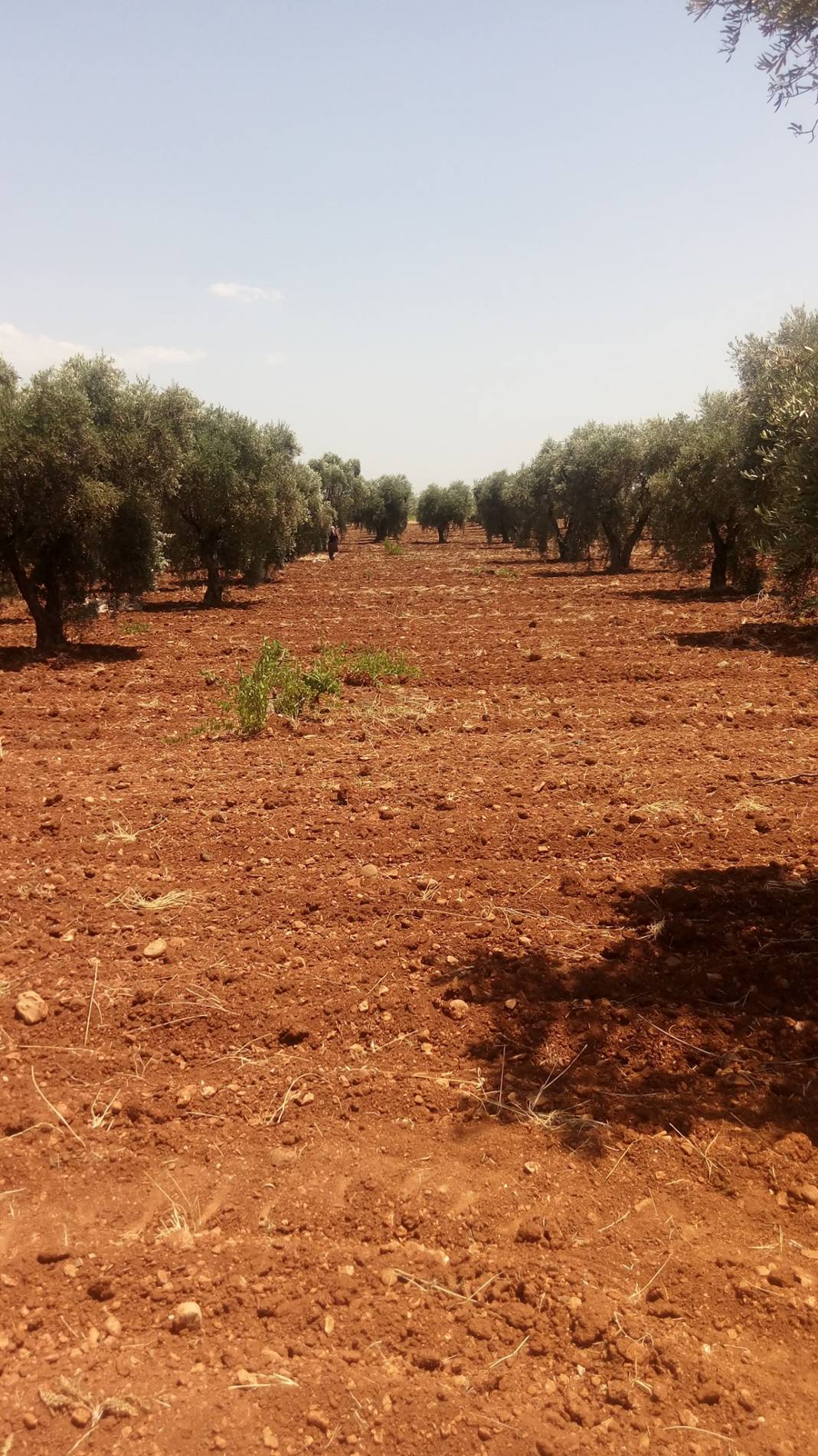 Kilis Akçabağlar Köyü Resimleri 2