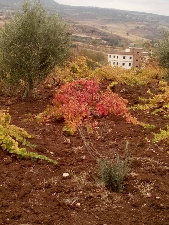 Kilis Çalkaya Köyü Resimleri 4