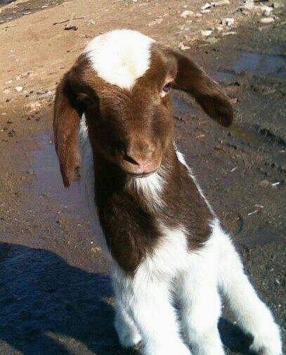 Kilis Çerçili Köyü Resimleri 7