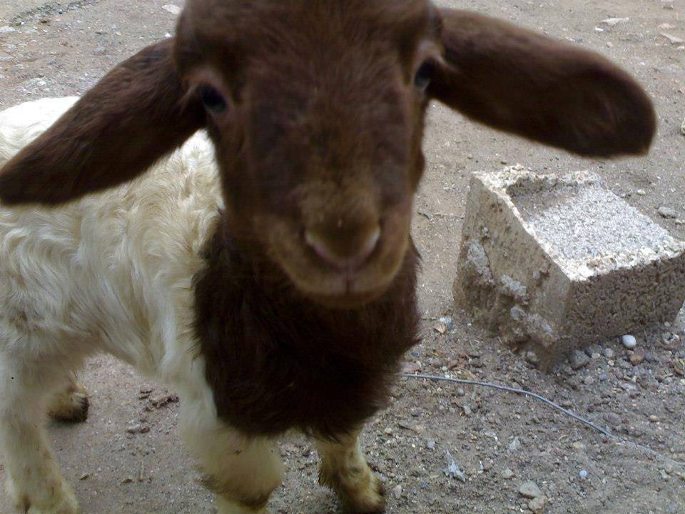 Kilis Çerçili Köyü Resimleri 8