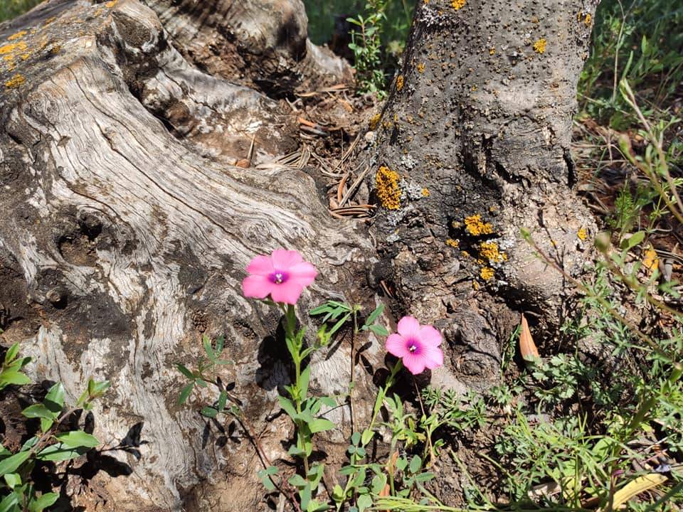 Kilis Çukuroba Köyü Resimleri 4