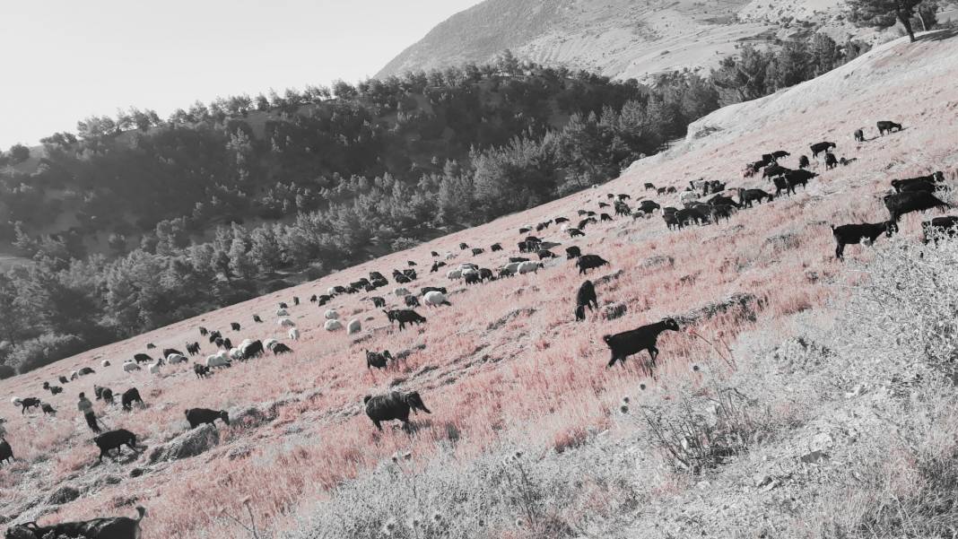 Kilis Deliçay Köyü Resimleri 2