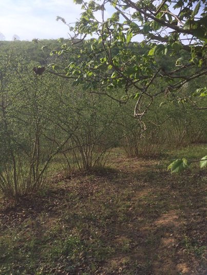 Ferizli Konuklu Köyü Resimleri 5