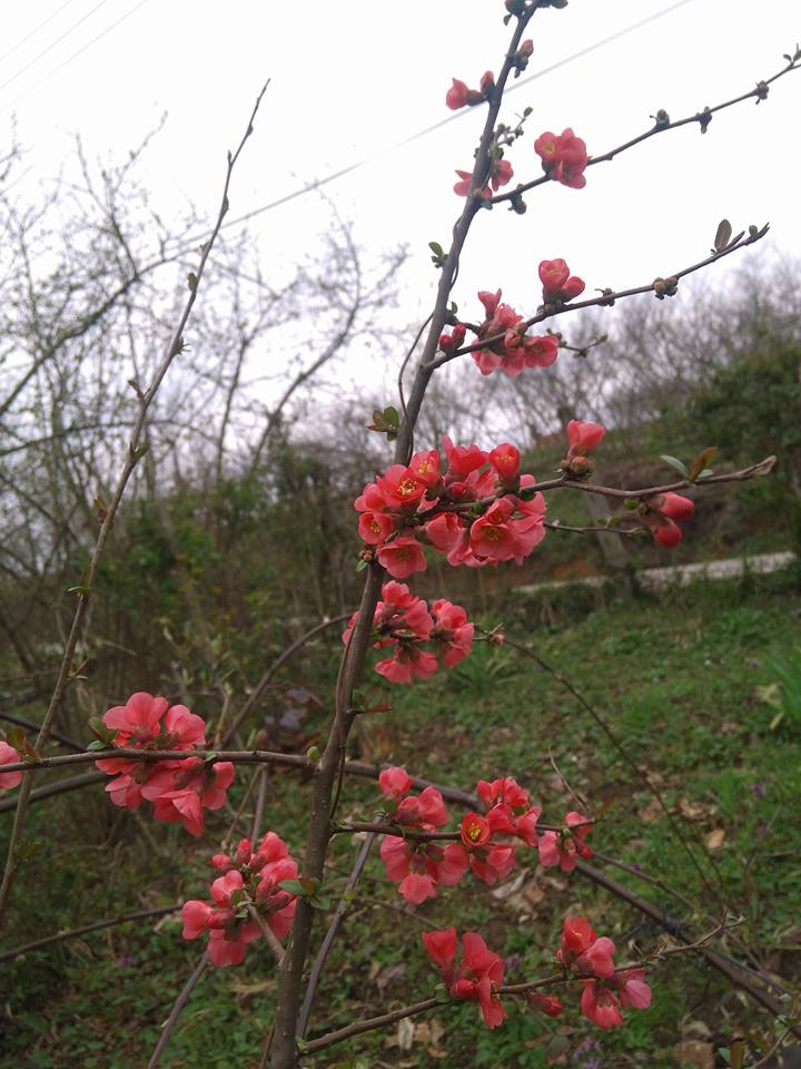 Ferizli Kusca Köyü Resimleri 10