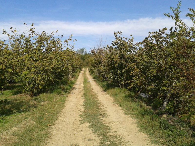 Ferizli Kusca Köyü Resimleri 14
