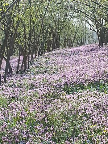 Ferizli Kusca Köyü Resimleri 3