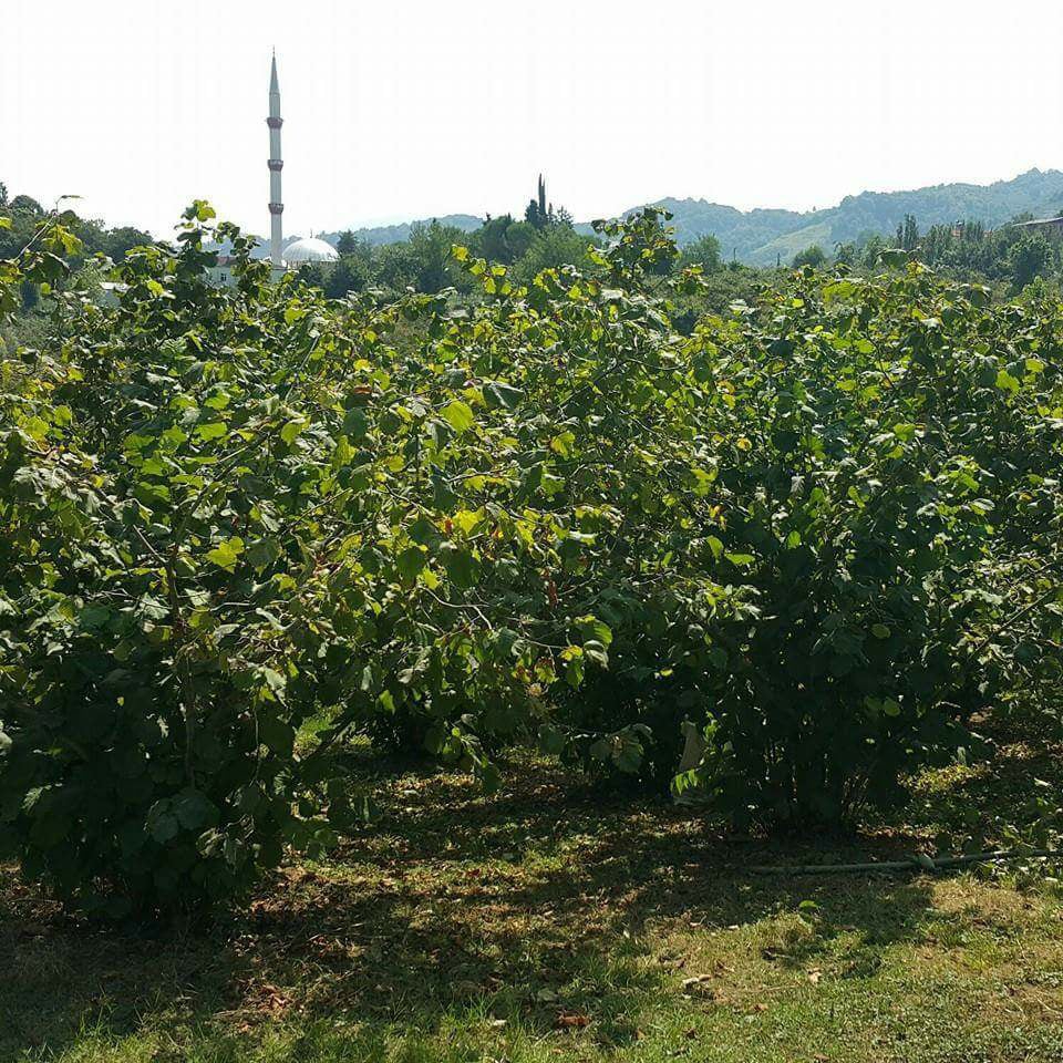 Ferizli Kusca Köyü Resimleri 9