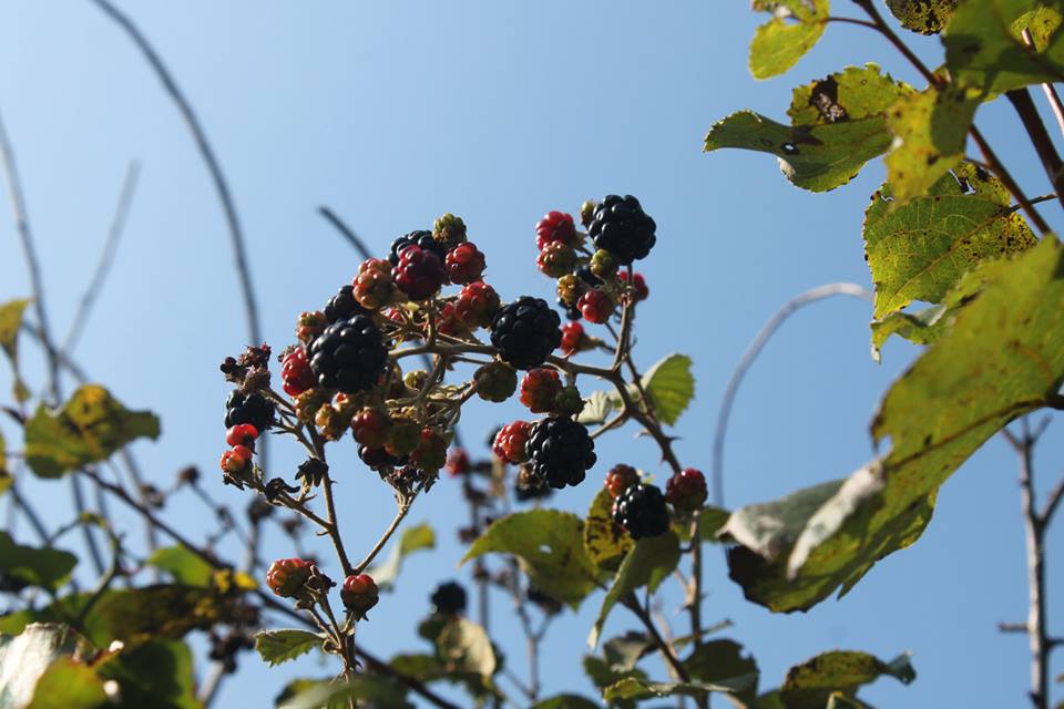 Ferizli Nalköy Köyü Resimleri 3