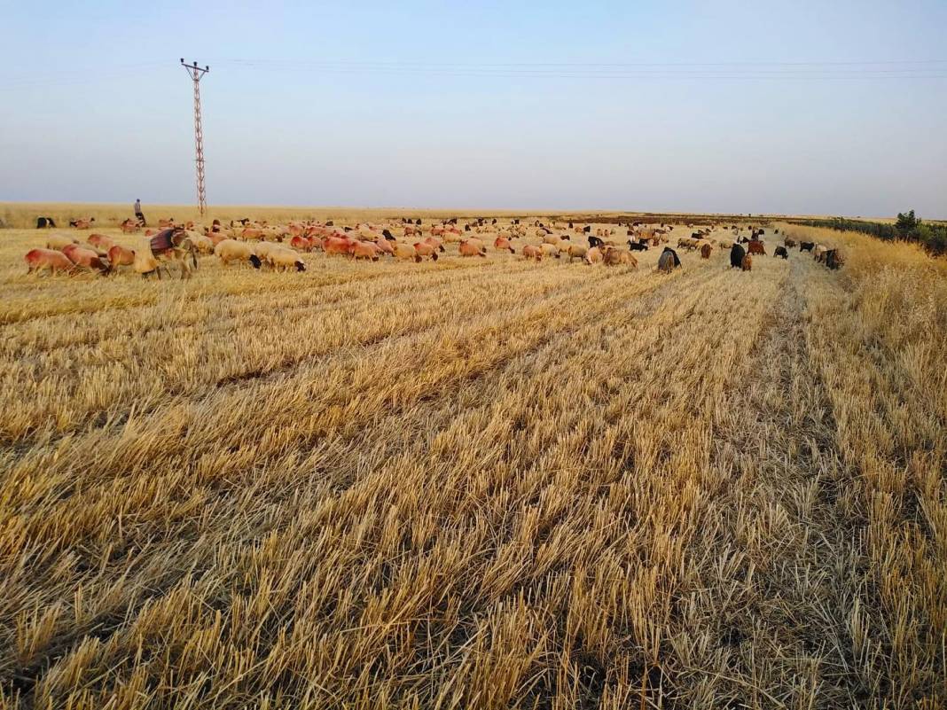 Kilis Göktaş Köyü Resimleri 4