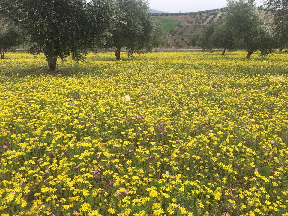Kilis Güneşli Köyü Resimleri 2