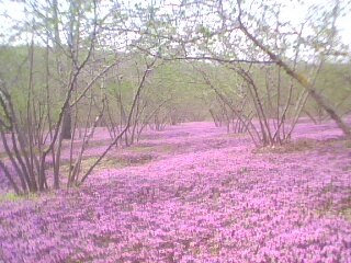 Ferizli Sarıahmetler Köyü Resimleri 9
