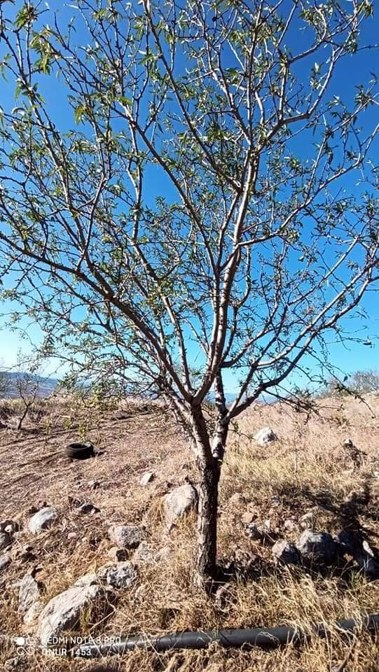 Kilis Karacaören Köyü Resimleri 4