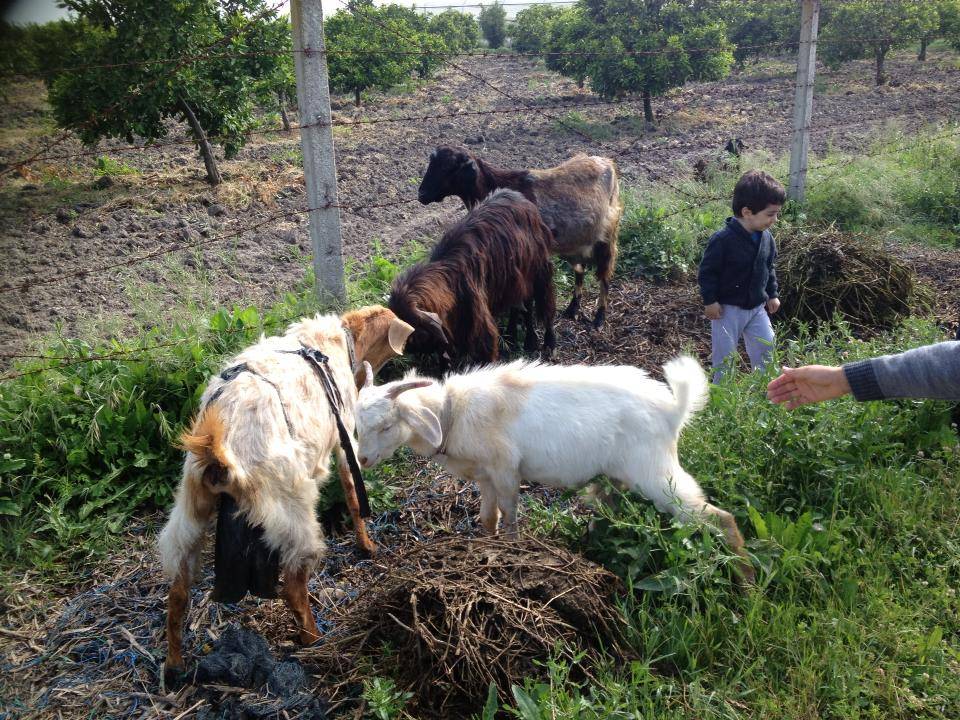 Akdeniz Adanalıoğlu Köyü Resimleri 3