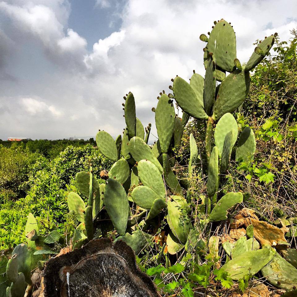 Akdeniz Akdam Köyü Resimleri 1