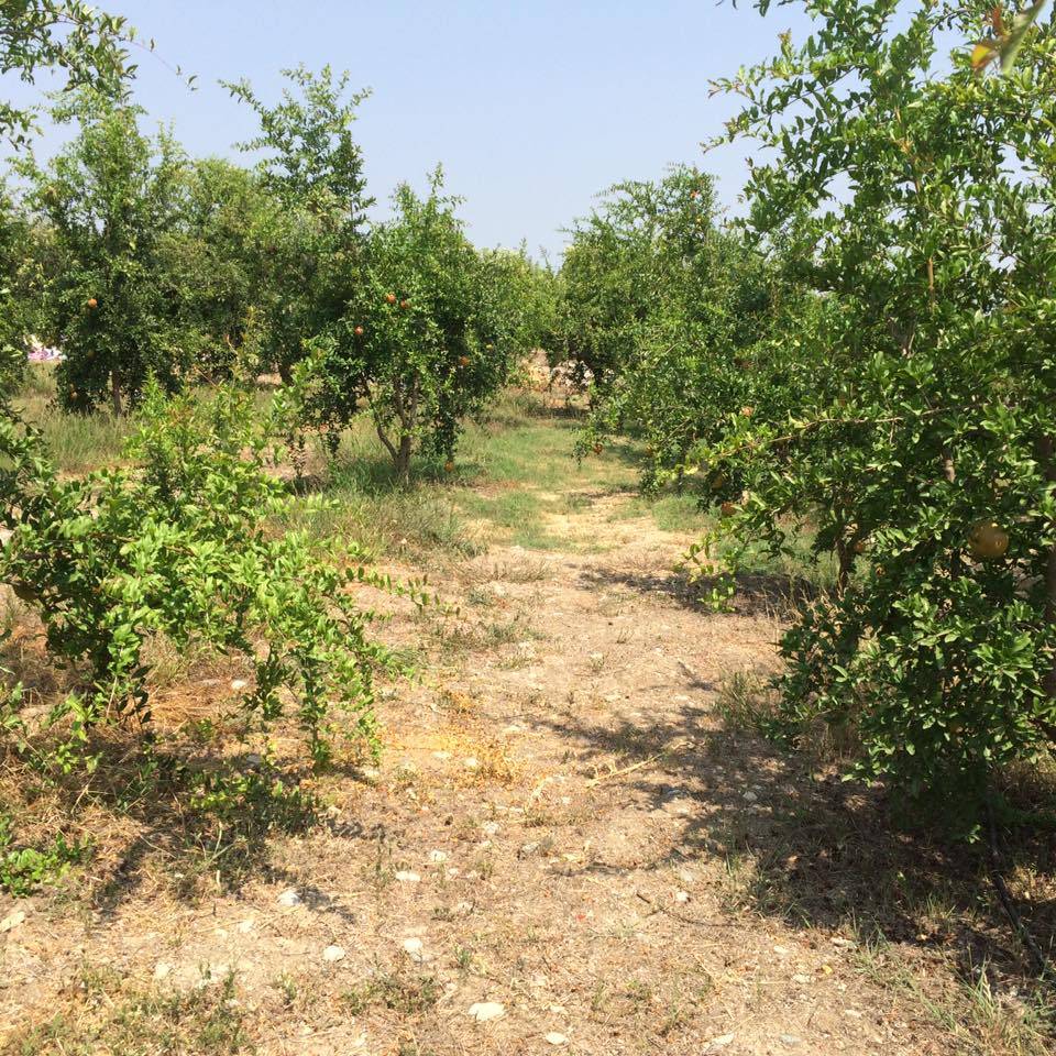 Akdeniz Akdam Köyü Resimleri 4