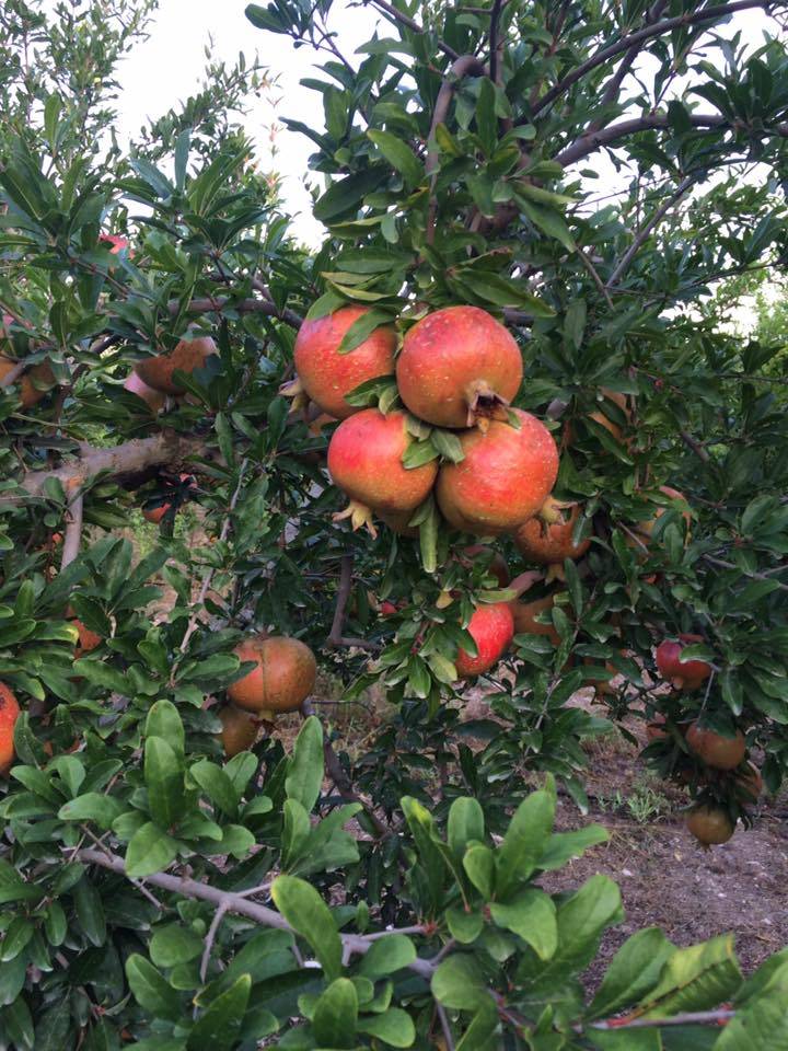 Akdeniz Akdam Köyü Resimleri 6