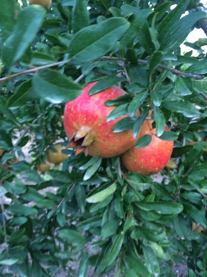 Akdeniz Akdam Köyü Resimleri 7