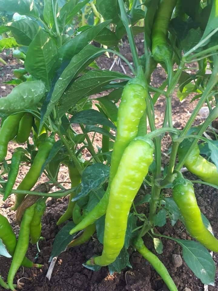 Akdeniz Akdam Köyü Resimleri 8