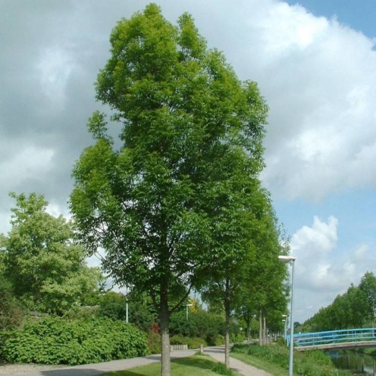 Akdeniz Anadolu Köyü Resimleri 7