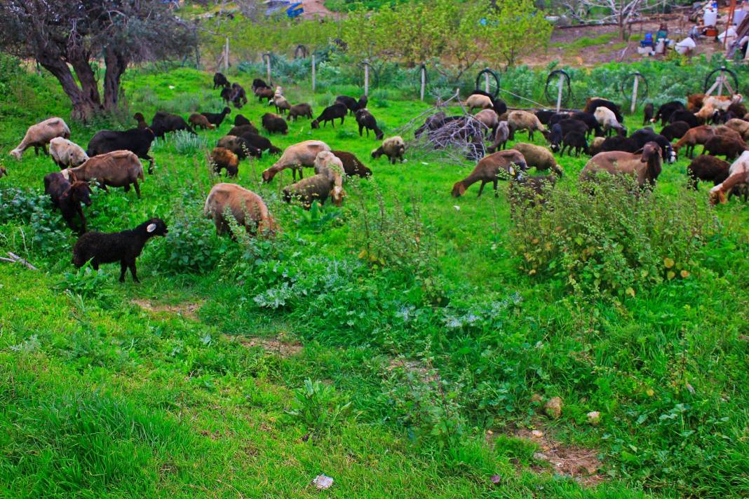 Akdeniz Bağlarbaşı Köyü Resimleri 7