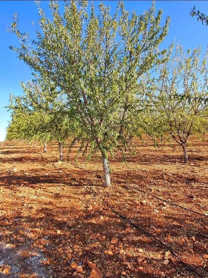 Akdeniz Bahçe Köyü  Resimleri 8