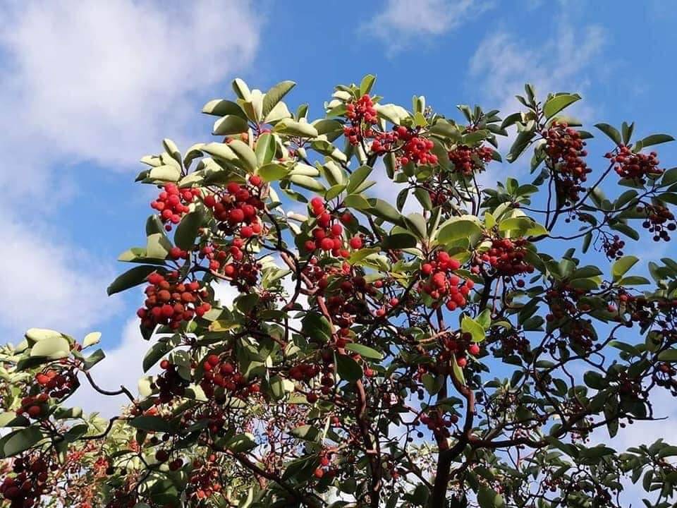 Akdeniz Çankaya Köyü Resimleri 6