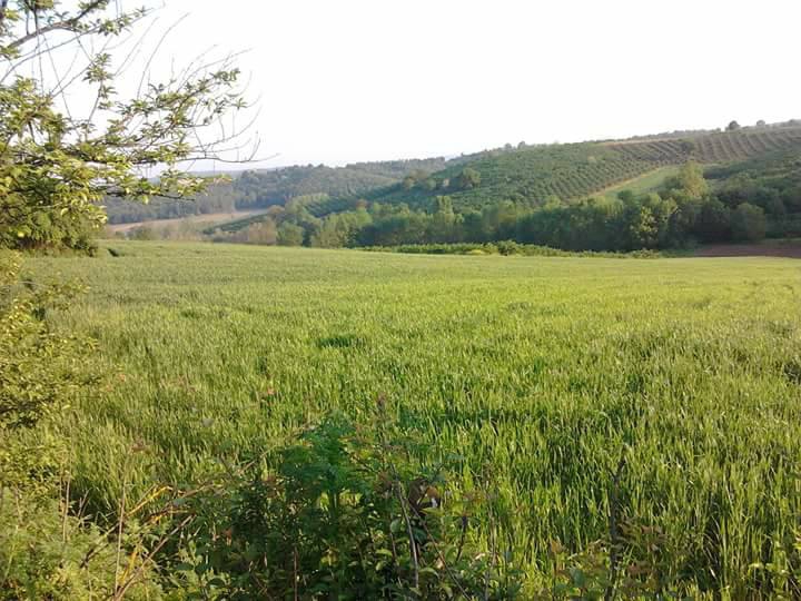 Ferizli Tokat Köyü Resimleri 3