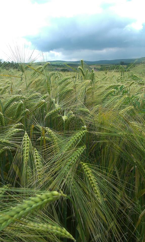 Karasu Gölköprü Köyü Resimleri 7