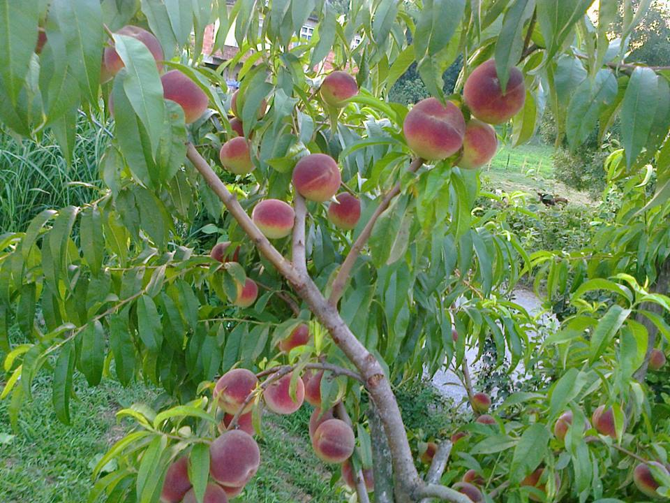 Karasu Hürriyet Köyü Resimleri 4