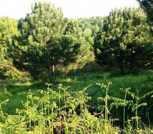 Karasu Hürriyet Köyü Resimleri 8