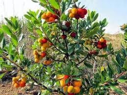 Akdeniz  Çilek Köyü 7