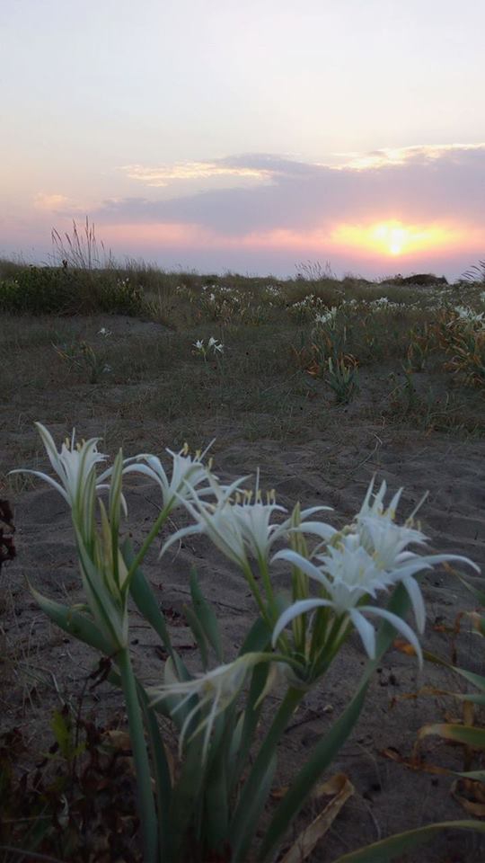 Karasu İhsaniye Köyü Resimleri 8