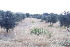 Kilis Narlıca Köyü Resimleri 2