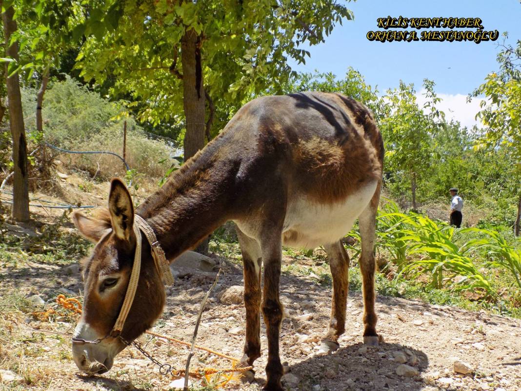 Kilis Tahtalı Köyü Resimleri 5