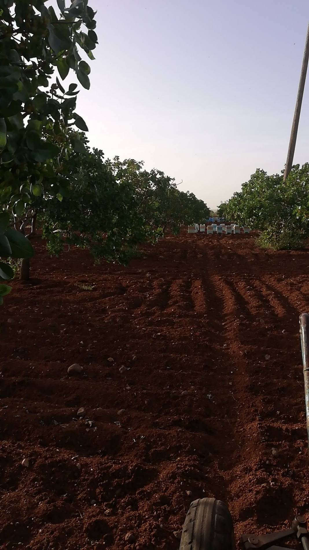 Kilis Yavuzlu Köyü Resimleri 4