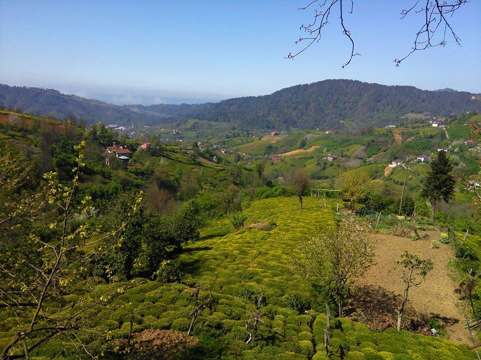 Fındıklı Saatköy Köyü Resimleri 10