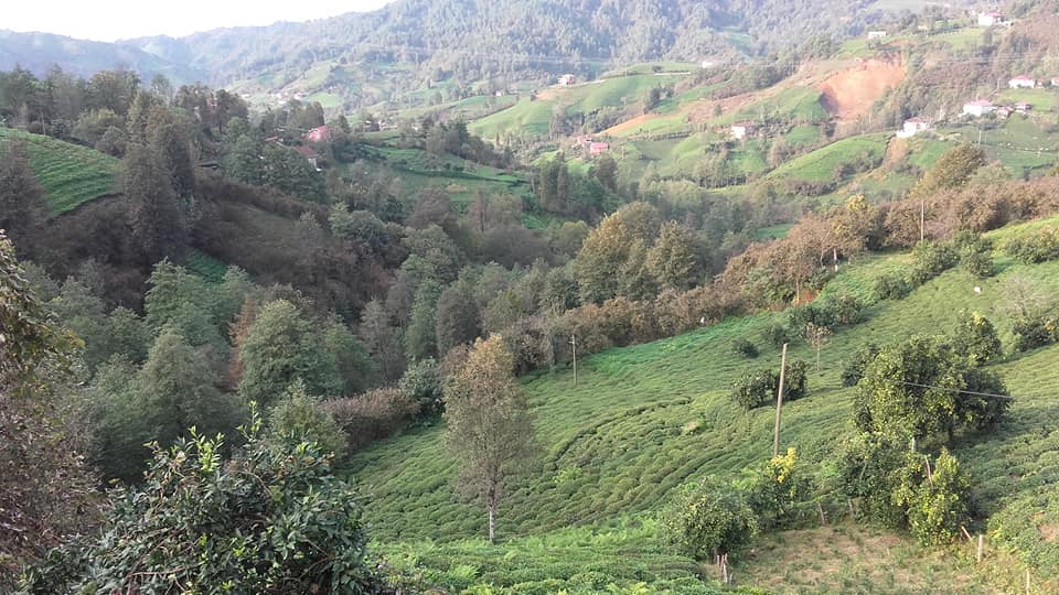 Fındıklı Saatköy Köyü Resimleri 6