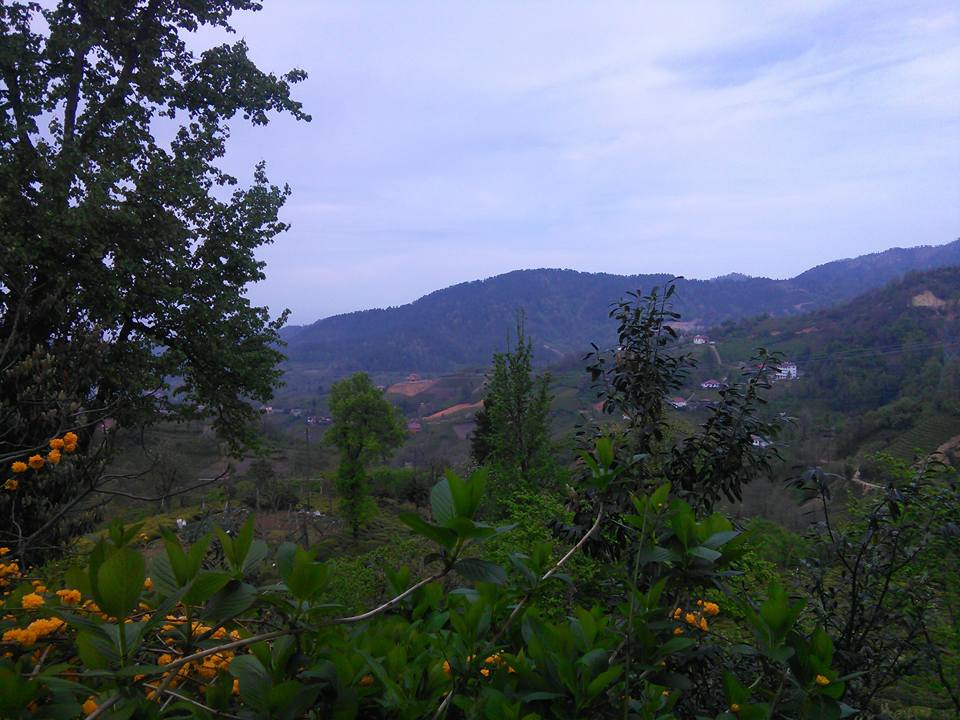 Fındıklı Saatköy Köyü Resimleri 7