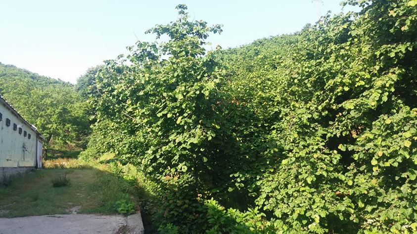 Karasu Karanlıkdere Köyü  Resimleri 5