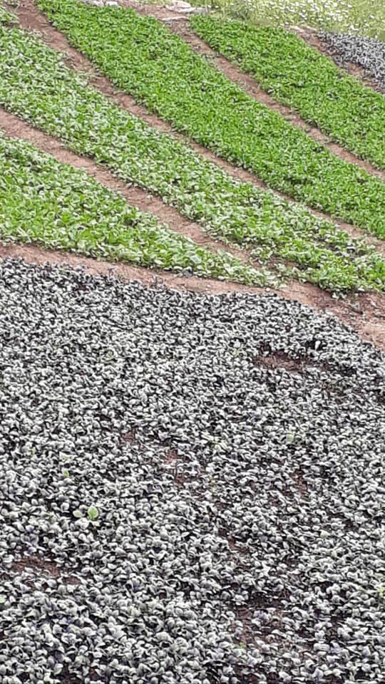 Baykan Gündoğdu Köyü Resimleri 8